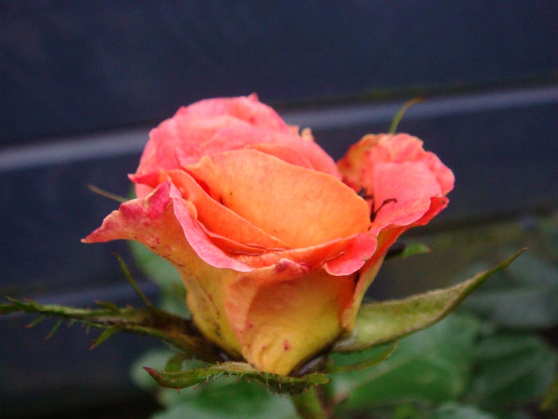 Jepp liebe Eltern. Die Rosen hattet ihr im Sommer mitgebracht :)