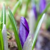 Unaufhaltsam kommt der Frühling.