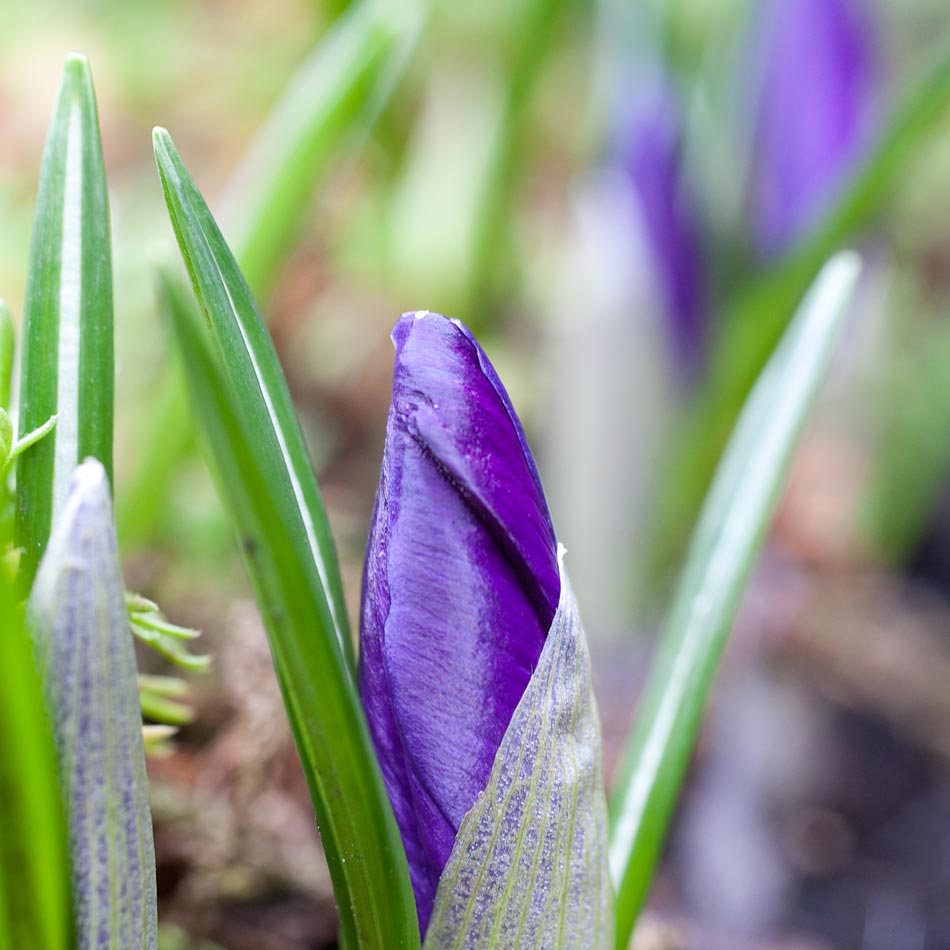 Unaufhaltsam kommt der Frühling. 