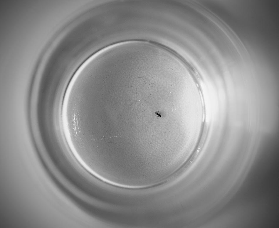So wie die Fliege fühl ich mich auch heute: Platt. Zum Glück steht das Wochenende vor der Tür.