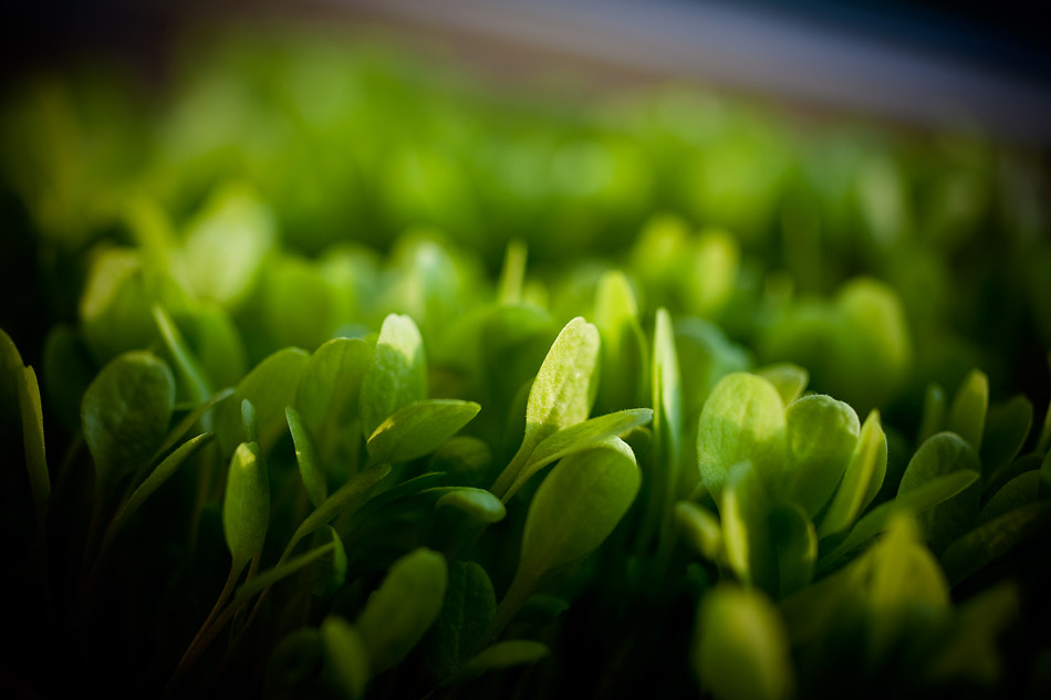 Ach weils so schön ist und zum Frühling passt. Morgen gibts Gartenarbeit und die vielen Salatpflänzchen werden freigelassen.