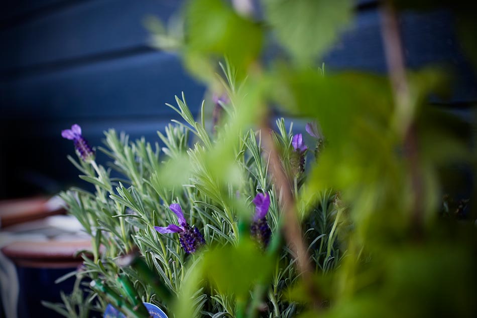 Gestern war Anja Klamotten einkaufen - heute gabs was für mich: einen Ausflug ins Gartencenter. Nen Himbeerstrauch gabs, Laveln und viele grosse Blumentöpfe.