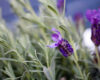 Lavendel