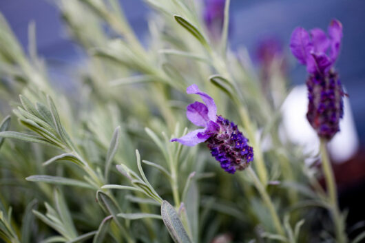 Lavendel