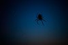 Spinne am Abend ...