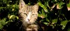 20090520_katze_0011