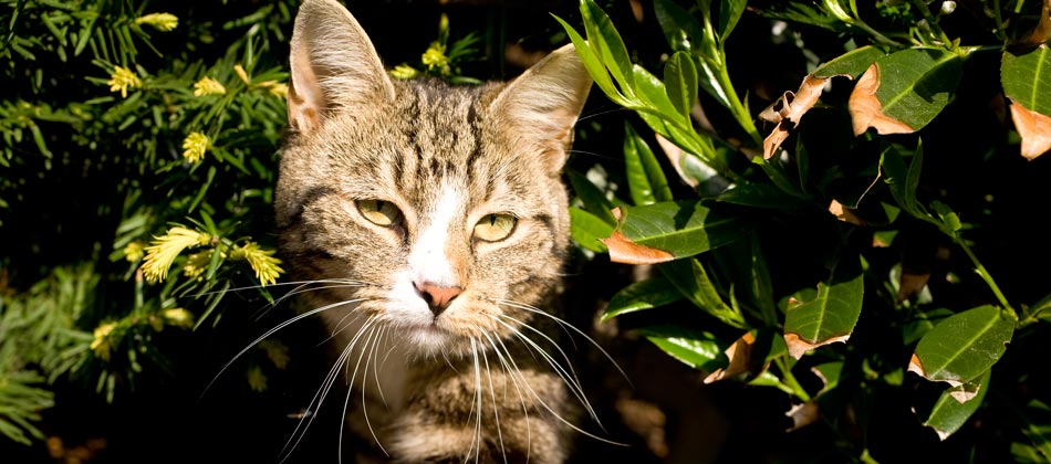 20090520_katze_0011