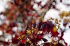 Herbstfarben im Frühjahr, direkt vor unserer Tür.