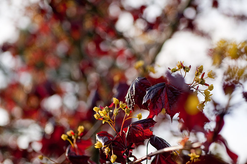 Herbstfarben im Frühjahr, direkt vor unserer Tür.