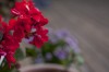 Der norwegische Sommer: überallt blüht es und es ist ewig hell.