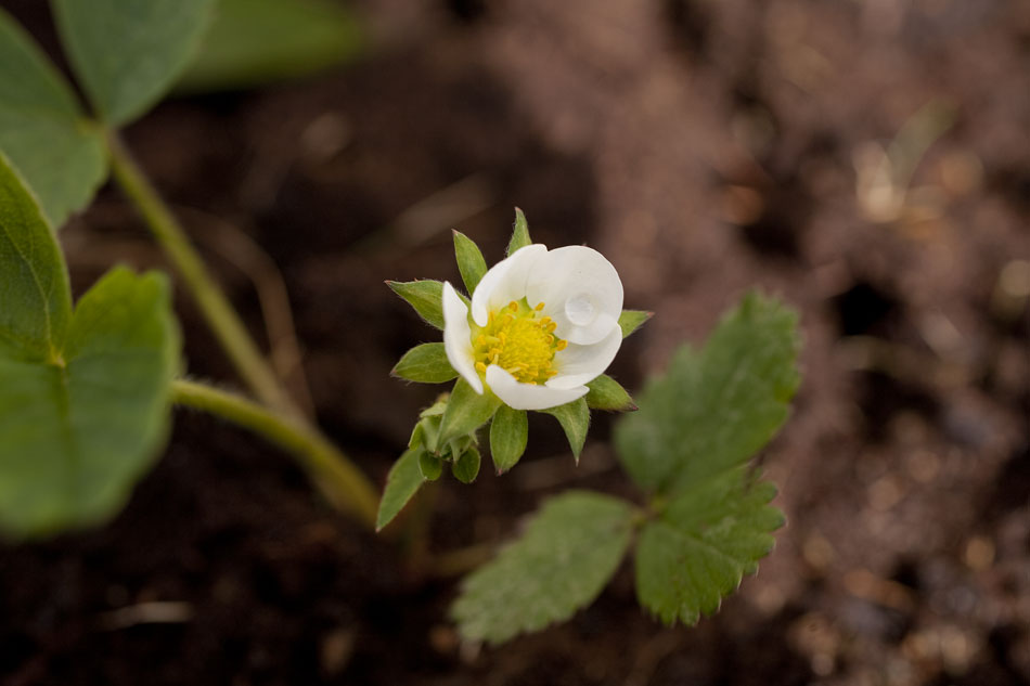 Wow. Im Frühjahr gepflant und tatsächlich noch Blüten bekommen: Erdbeerpflanzen. Obs noch was zu Ernten gibt?