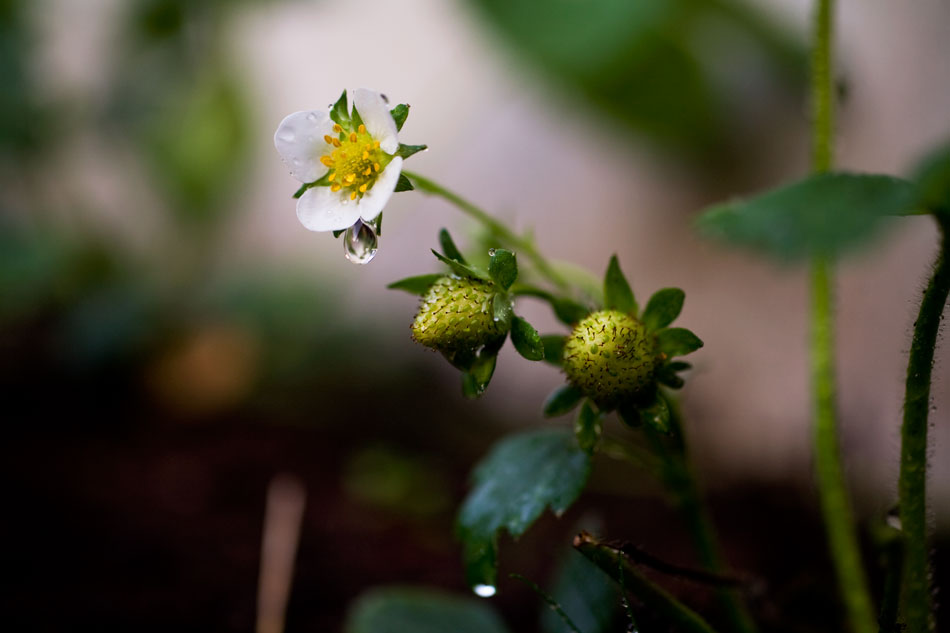 Ende April gepflanzt und nun überraschender Weise Früchte. Hoffen wir das es mit dem Reifen noch was wird, bin aber zuversichtlich. Norwegische Erdbeeren. Irre.