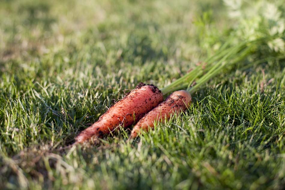 Nach fast drei Wochen Pause endlich wieder Gartenarbeit: Erst den Rasen gekürzt, dann Möhren geerntet. Die Ersten aus dem eigenen Garten. Verdammt lecker.
