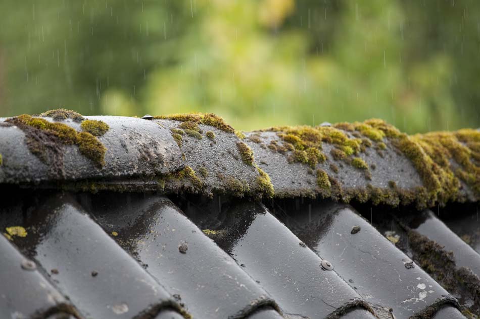 Das ganze Wochenende: Regen. Aber auf der Insel Huglo, Norwegen, was es trotzdem verdammt gemütlich.