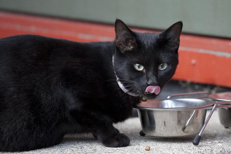 Eigentlich sollten wir einer Woche auf Nachbars Katze aufpassen, doch das hier ist die Falsche. Mist. Was sollen wir nur den Nachbarn sagen ... 