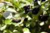 Heute beim Wandern auf dem Hausberg. Ob die Beeren geniessbar waren, keine Ahnung.