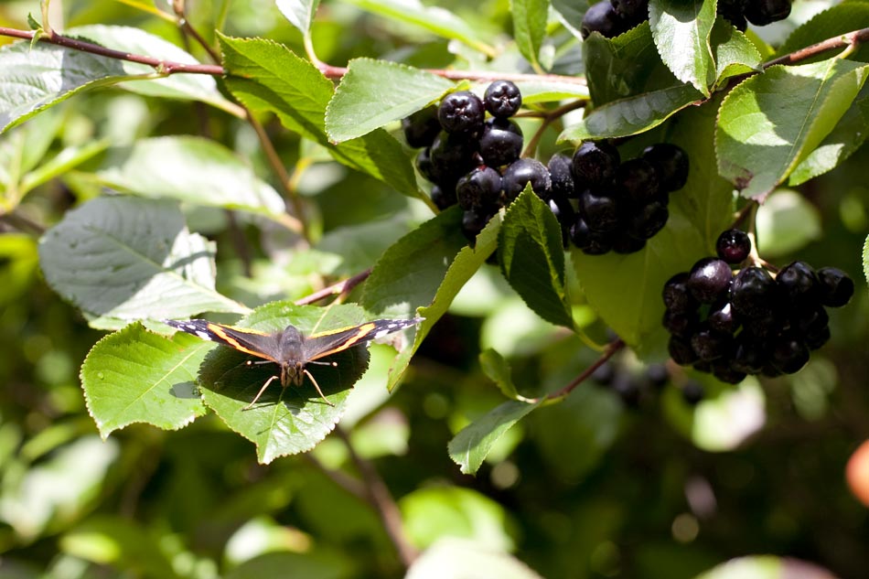 Heute beim Wandern auf dem Hausberg. Ob die Beeren geniessbar waren, keine Ahnung.