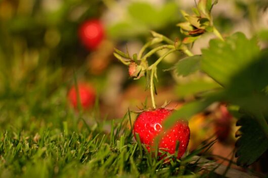 Es gab ja immer mal Pflanzenbilder in den letzten Jahren. hier ein paar Reife superleckere Norwegische Erdbeeren der Sorte "Frida".