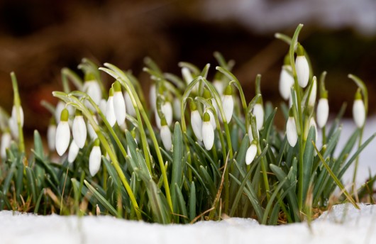 Schneeglöckchen in unserem Garten.