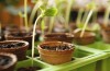 Tomatenprojekt Tag 14