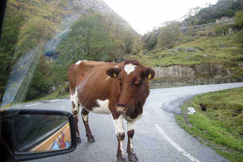 Da steht ne Kuh auf dem Weg, ne fette Kuh auf dem Weg ..