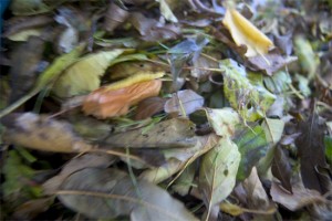 Herbstanfang